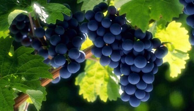 uvas